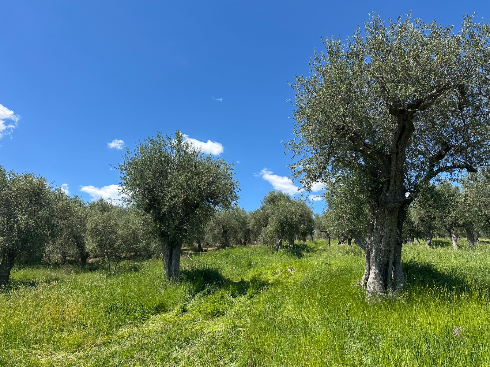 Olivos bajo un cielo azul