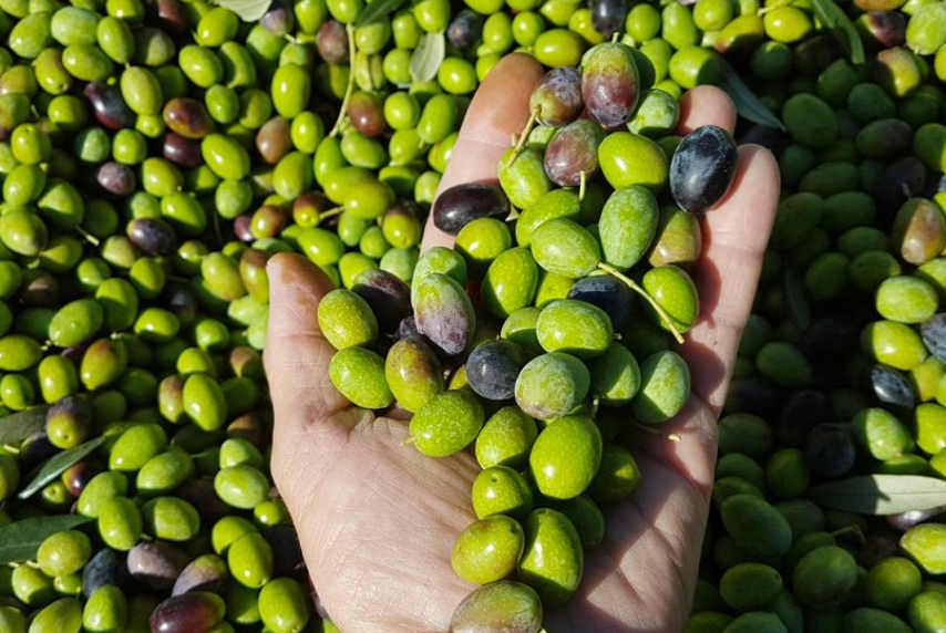 Aceitunas Frantoio