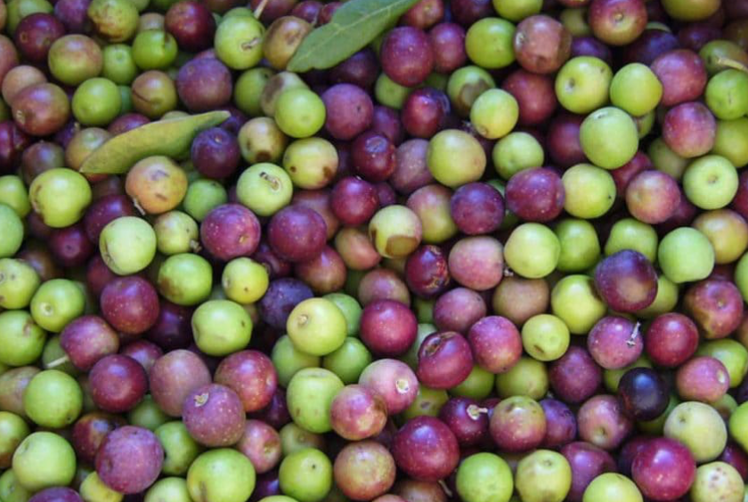Aceitunas Arbequina