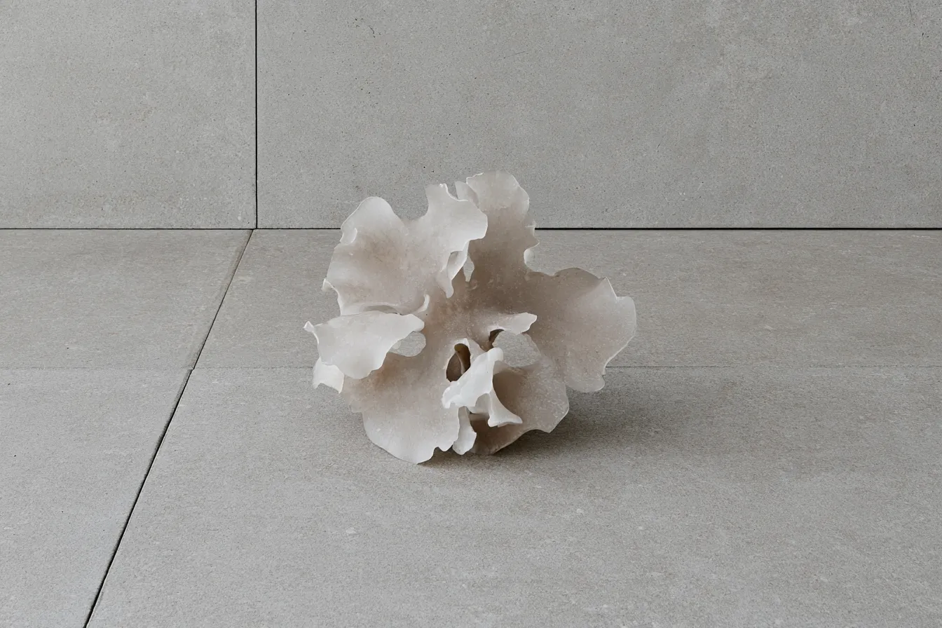 Dried tremella fuciformis mushroom on a pale concrete floor